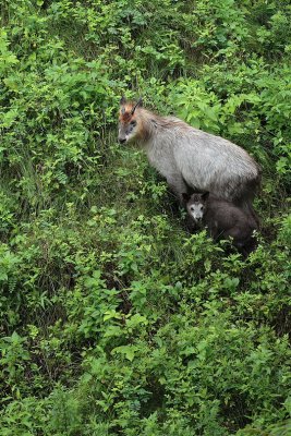 A Japanese antelope family