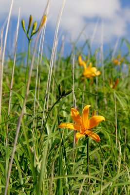 A day in summer-a broad dwarf day lily