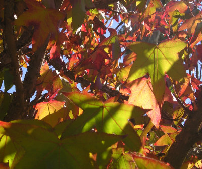 leaves.jpg