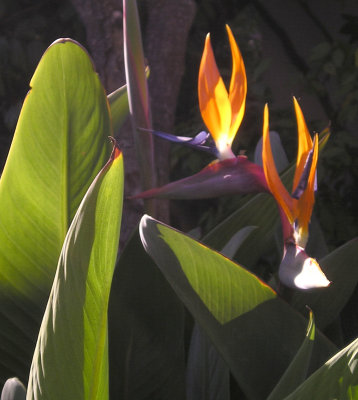 paradise birds.jpg