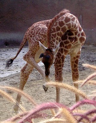 giraffe balance.jpg