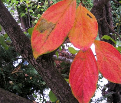 persimmon leaves