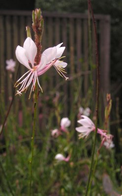 pink flower