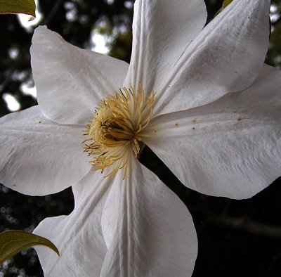 clematis