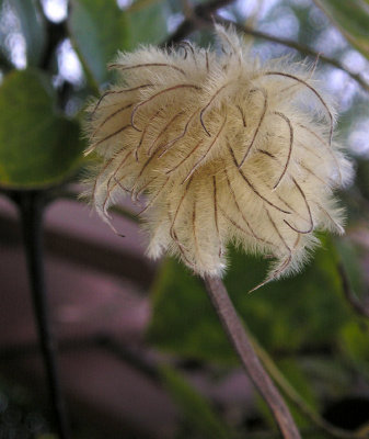 clematis seeds