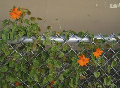 orange.jpg