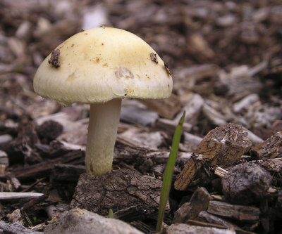 button top mushroom