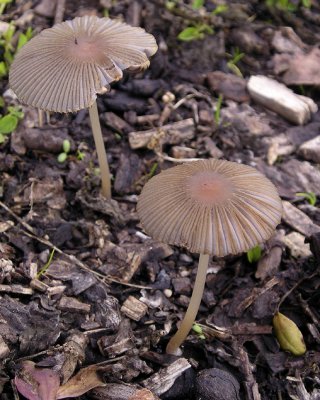 two mushrooms