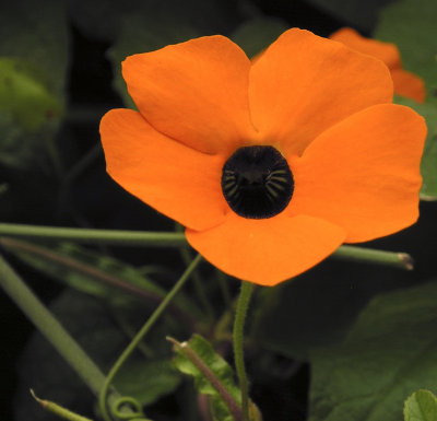 orange flower