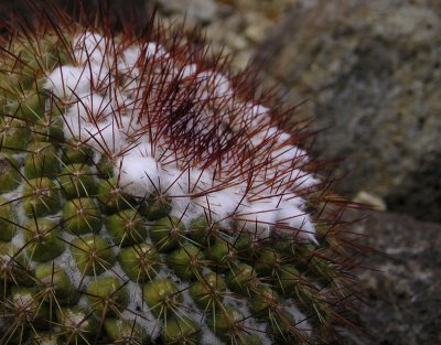 cactus6