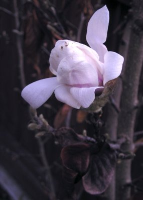 magnolia2