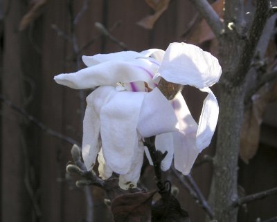 cold magnolia