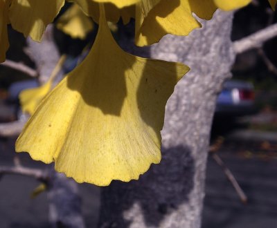 gingko shadow