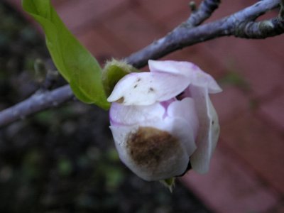 magnolia bud 2.jpg