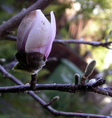 magnolia bud.jpg