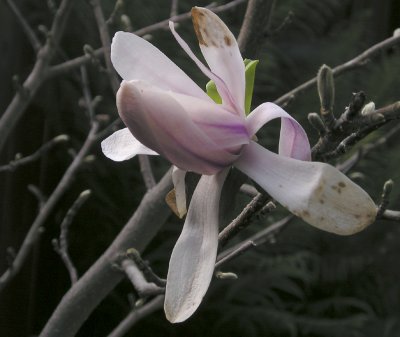 magnolia2