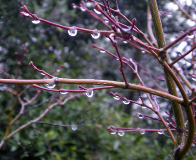 wet branches