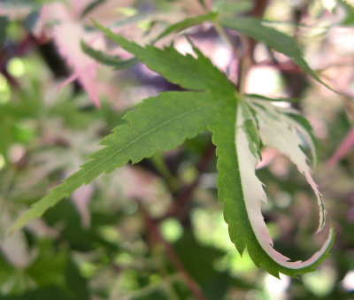 variegated maple leaf