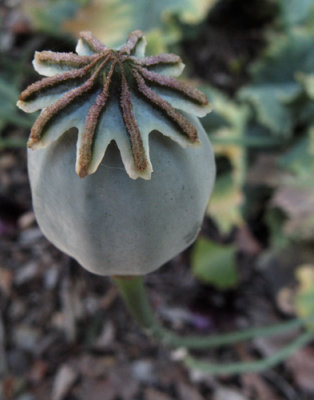 UC Berkeley Botanical Garden