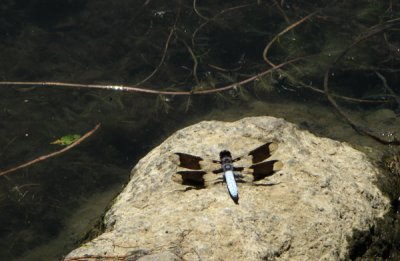 dragonfly landing