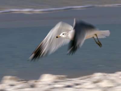 Flying Gull Pensacola FL Image 7064.jpg