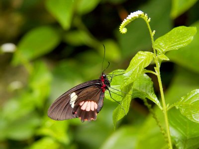 Butterfly Image (Captive) 4229.jpg