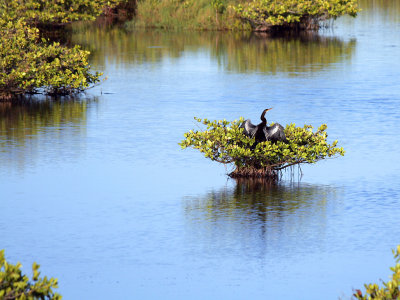 Anhinga in Mangrove Swamp Image 4836.jpg