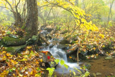 Autumn Morning Mist Shenandoah NP.jpg