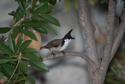 Red Whiskered Bulbul _IGP3825