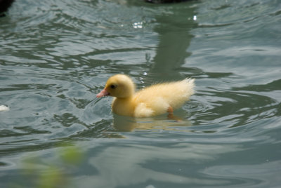 Duckling _IGP4025