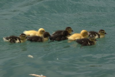 Ducklings _IGP4042