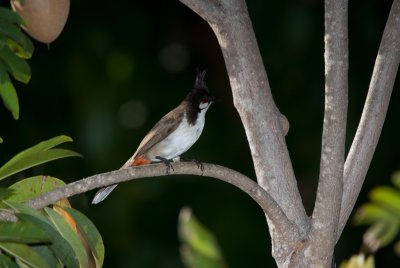 Red Whiskered Bulbul _IGP4210