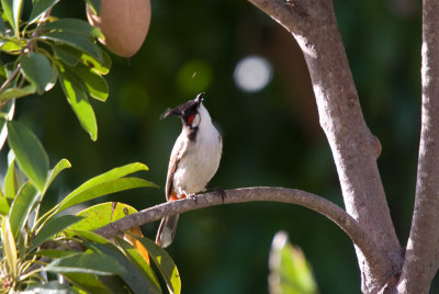 Red Whiskered Bulbul _IGP4215