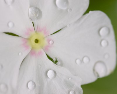 IMGP1131 - Wet Flower