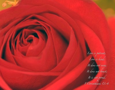 IMGP1143 - Valentine's Rose