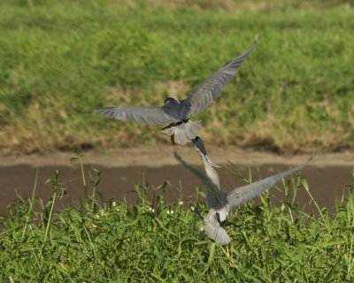 Night Heron Fight 02