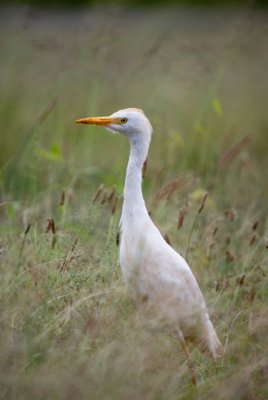 Cattle Egret _IGP6222