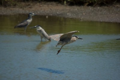 Black Crowned Night Heron