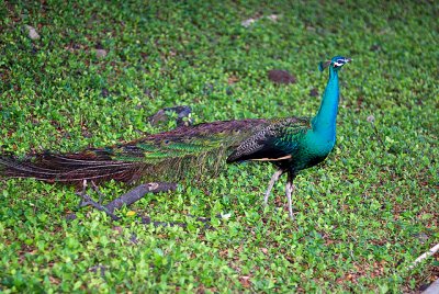 Peacock