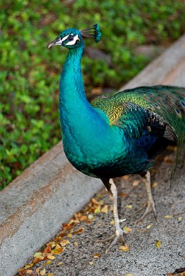 Peacock