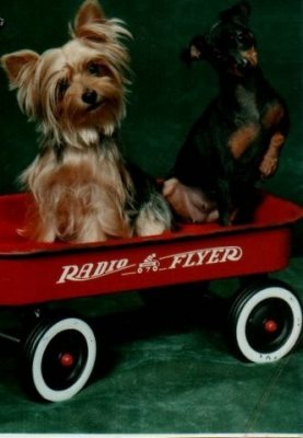 Zoe & Zena riding Red Wagon