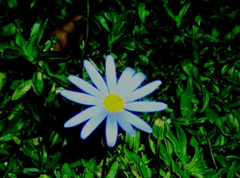 Tamis Flowers 07.jpg