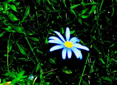 Tami's Flowers 03.jpg