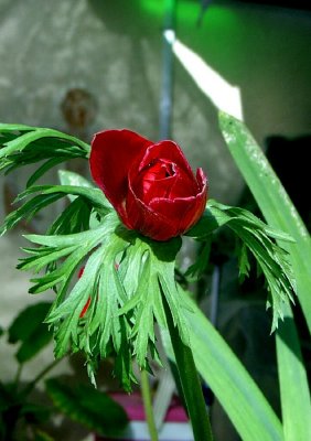 Tami's Flowers 05.jpg
