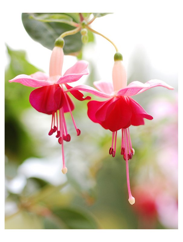 fuchserln