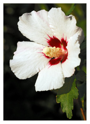 hibiskus