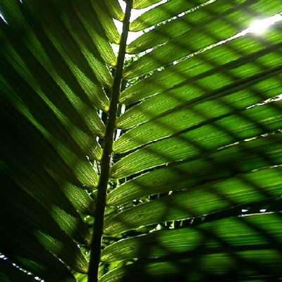 Plantlife