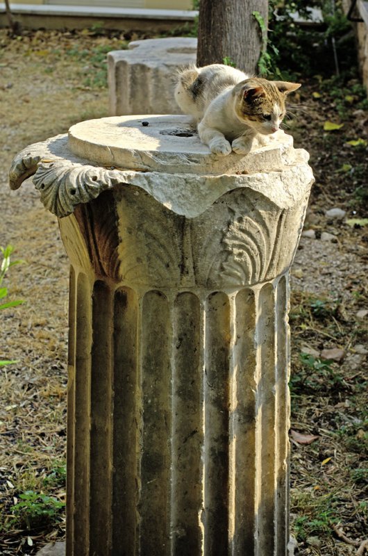 cat column