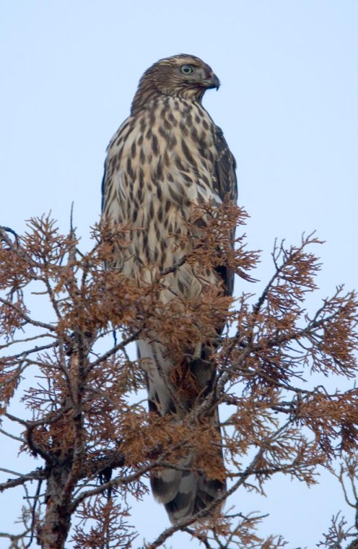 immature goshawk