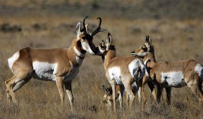 pronghorn antelope